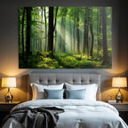 Forests and meadows. Tranquil forest scenes with green trees and sunshine.