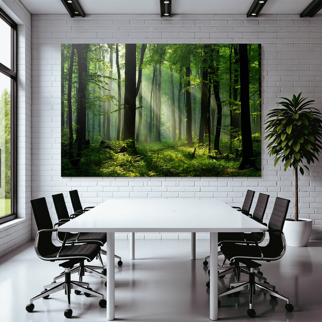 Forests and meadows. Tranquil forest scenes with green trees and sunshine.