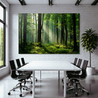 Forests and meadows. Tranquil forest scenes with green trees and sunshine.