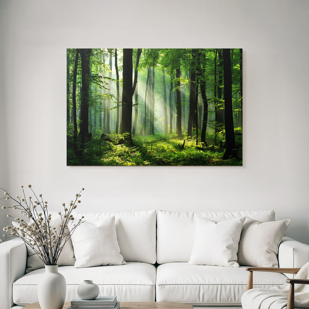 Forests and meadows. Tranquil forest scenes with green trees and sunshine.