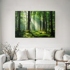 Forests and meadows. Tranquil forest scenes with green trees and sunshine.