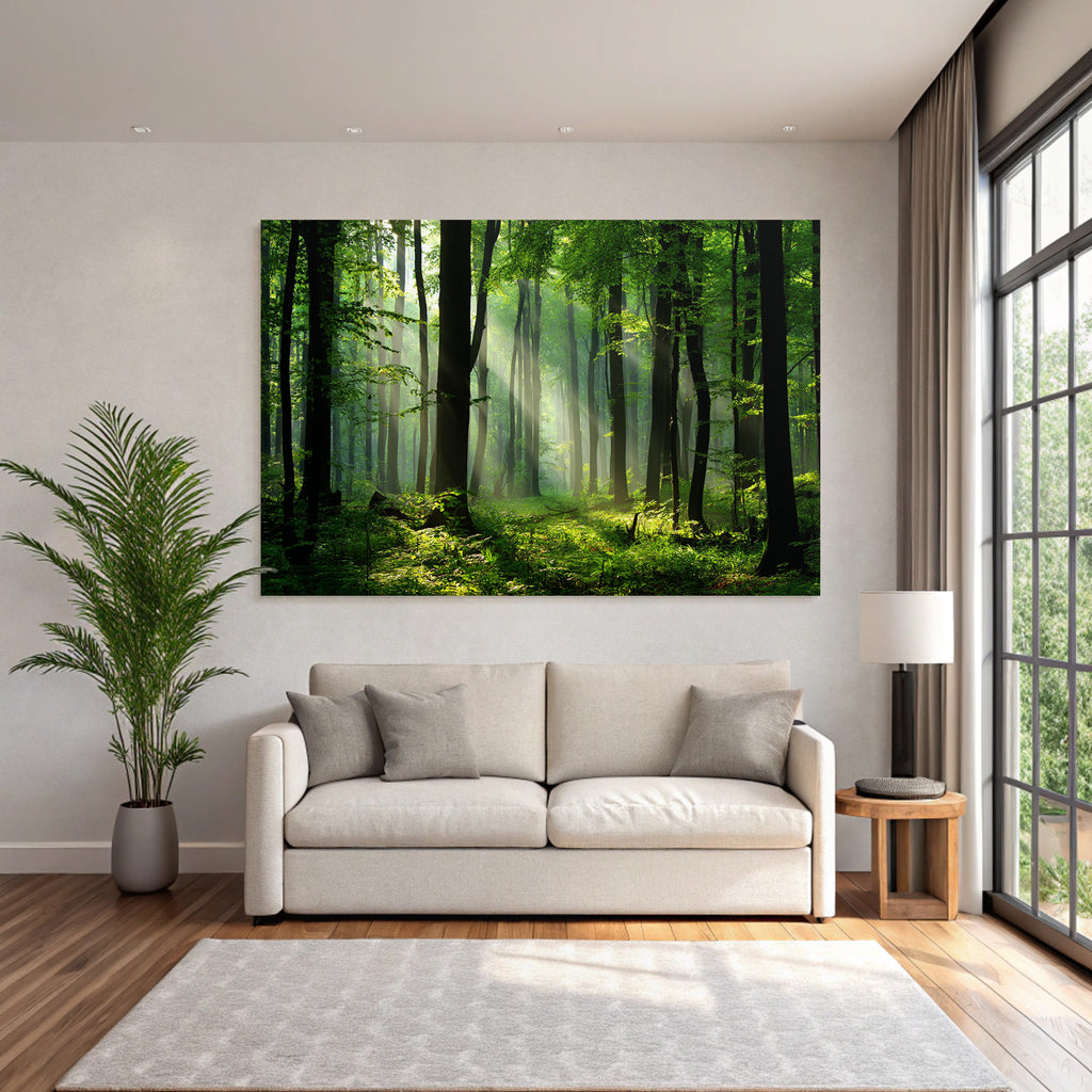 Forests and meadows. Tranquil forest scenes with green trees and sunshine.