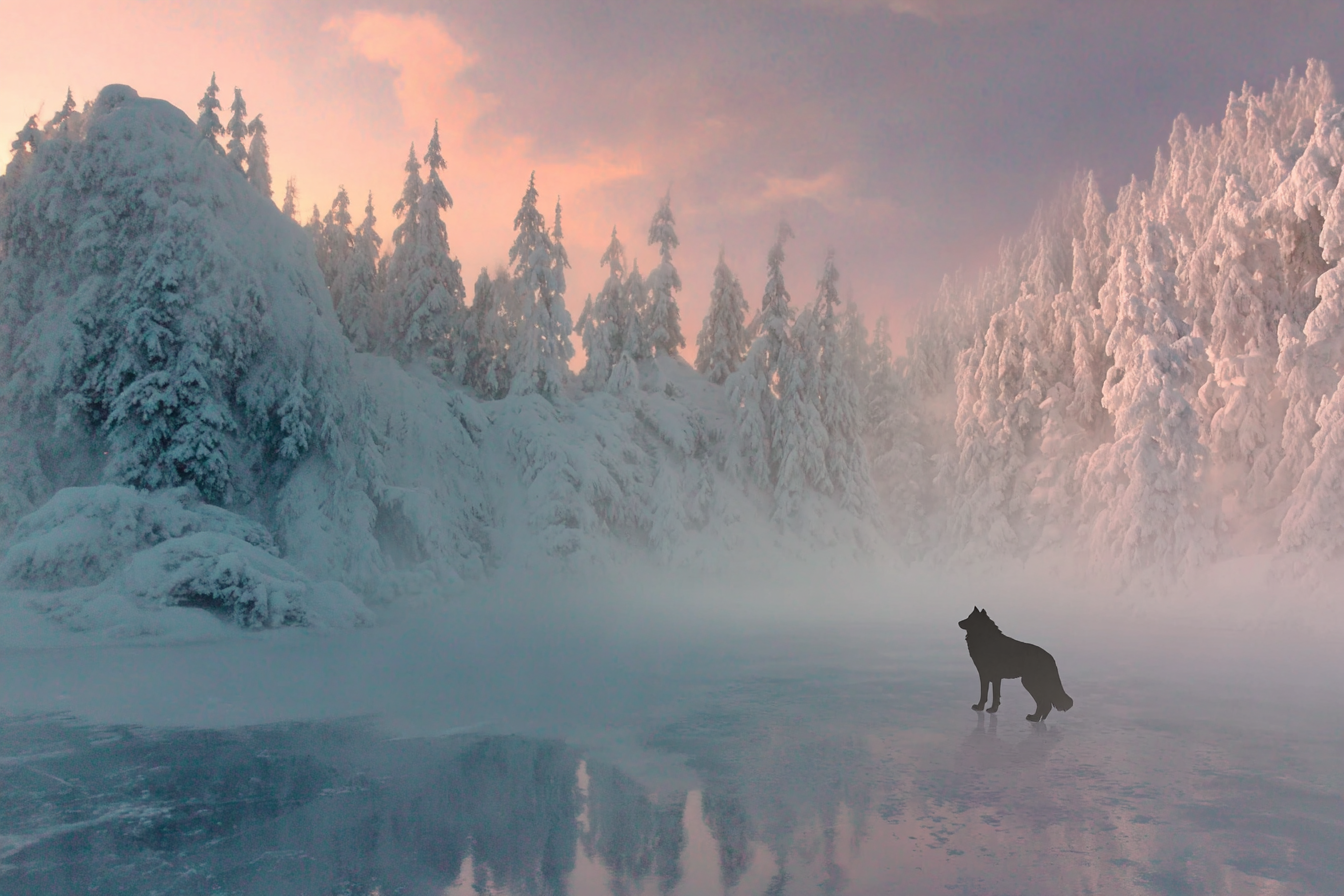 Winter Winterlandschaft Mit Wolf Im Nebel | Winterlandschaften | Landschaften