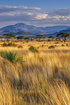 Wüsten Goldene Graslandschaft Mit Acacia Bäumen Und Bergen Unter Wolkigem Himmel | Wuesten und Savanne | Landschaften