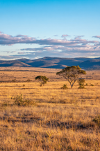 Wüsten Goldene Grasslandschaft Mit Bäumen Und Hügeln Unter Blaüm Himmel | Wuesten und Savanne | Landschaften