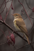 Wüsten Vogel Auf Einem Zweig Mit Rotem Laub In Natur | Wuesten und Savanne | Landschaften