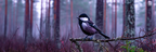 Wüsten Vogel Auf Astre Im Wald Mit Nebel Atmosphäre | Wuesten und Savanne | Landschaften