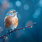 Vögel Vauf Einem Zweig Mit Wassertropfen Hintergrund Unscharf Orange Blau | Wuesten und Savanne | Landschaften