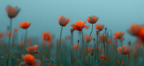 Feld Der Mohnblumen Orange Petalien Traumhafte Atmosphare | Portraets | Menschen und Emotionen