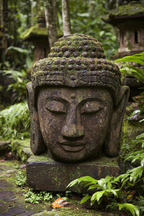 Buddha Kopf Skulptur Mit Moos In Grünem Umfeld | Spirituelle Motive und Buddha | Menschen und Emotionen