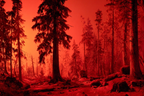 Waldlandschaft Mit Rotem Himmel | Feuer und Vulkane | Natur