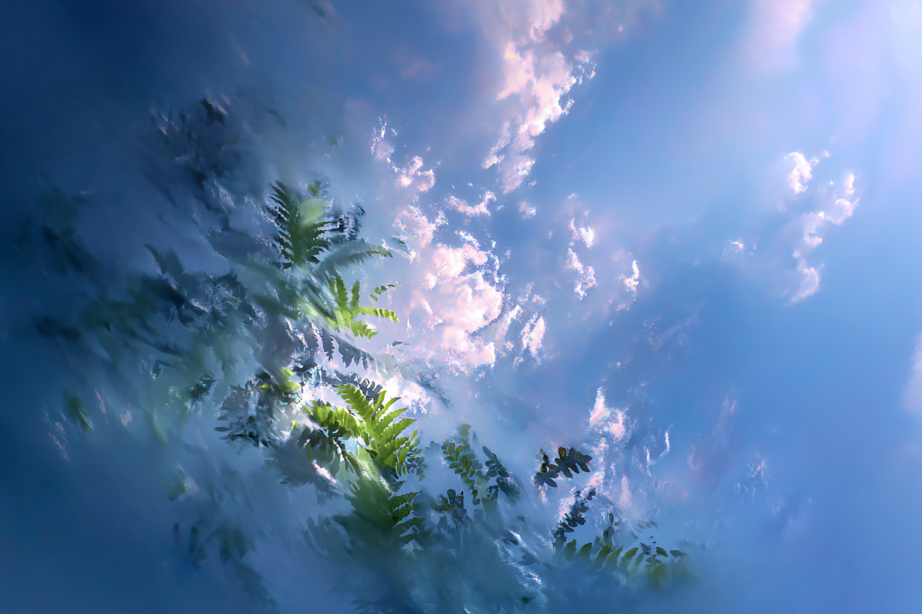 Himmelblick Durch Farne | Himmel und Wolken | Natur