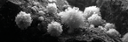 Nahaufnahme Monochromer Unterwasserkorallen | Nahaufnahmen | Natur