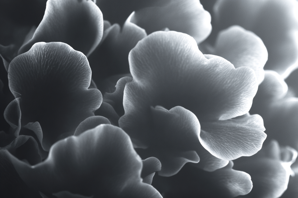 Monochrome Blumenstruktur In Nahaufnahme | Nahaufnahmen | Natur