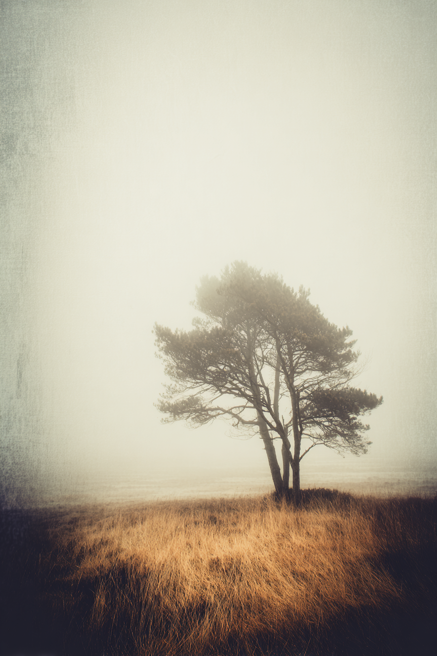 Einsamer Baum In Nebliger Landschaft Mit Trockenem Goldenem Gras | Nebel und Wetter | Natur