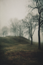 Nebellandschaft Mit Kahlen Bäumen Und Hügeln | Nebel und Wetter | Natur