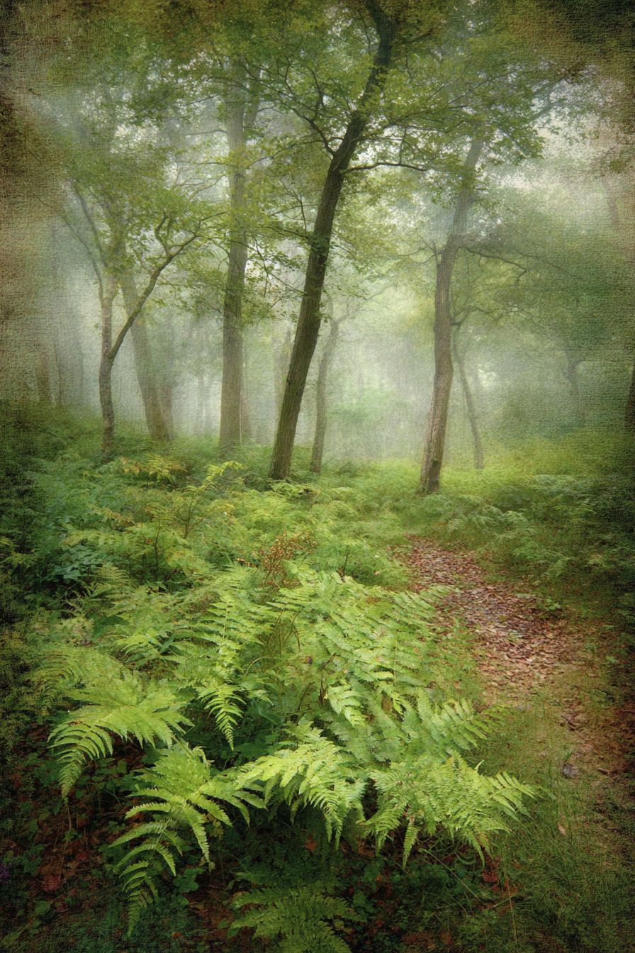 Nebelschleier Im Waldpfad Mit Farnen | Nebel und Wetter | Natur