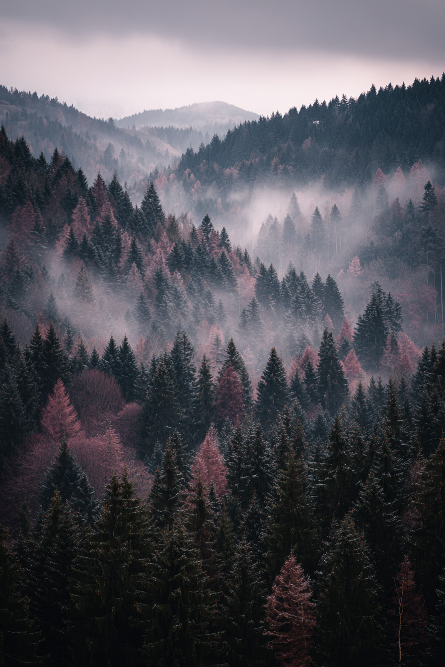 Neblige Waldlandschaft Mit Abgestuften Baumschichten In Grün Und Rosa | Nebel und Wetter | Natur