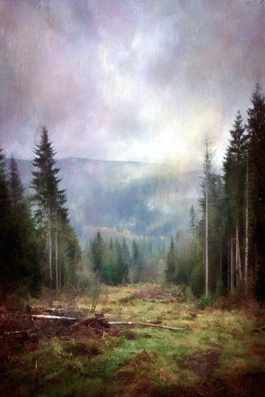 Nebliger Tannenwald Mit Gefallenen Baumstämmen | Nebel und Wetter | Natur