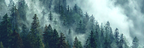 Mystischer Nebel Wald | Nebel und Wetter | Natur