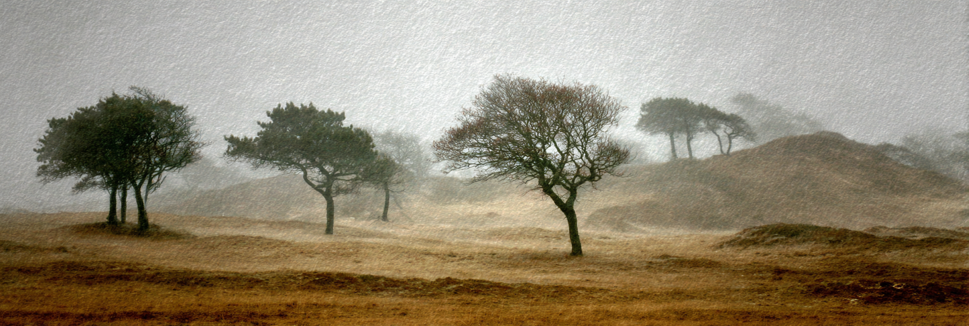 Neblige Landschaft Mit Bäumen Im Feld | Nebel und Wetter | Natur