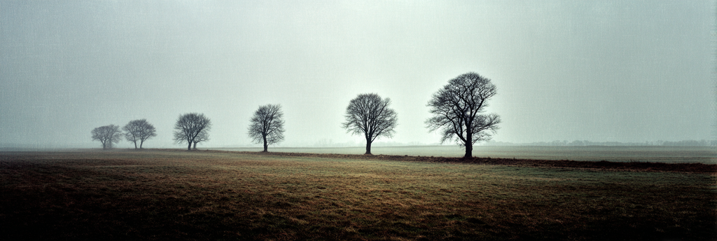 Neblige Landschaft Mit Baumreihe Und Feld | Nebel und Wetter | Natur