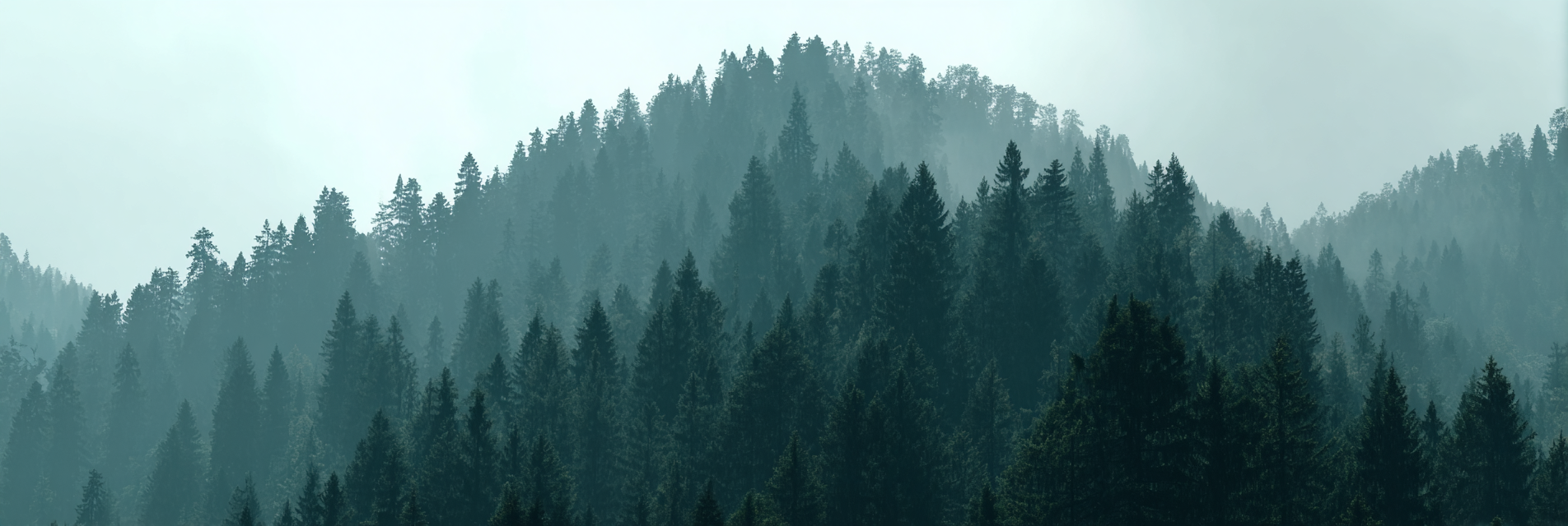 Nebliger Wald Am Hang | Nebel und Wetter | Natur