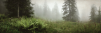 Nebliger Wald Mit Farnen | Nebel und Wetter | Natur