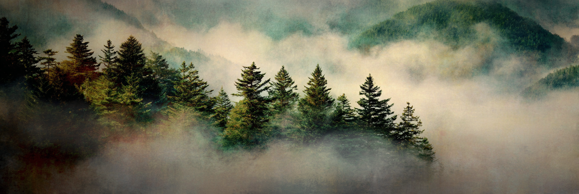 Vernebelte Berglandschaft Mit Nadelbäumen | Nebel und Wetter | Natur
