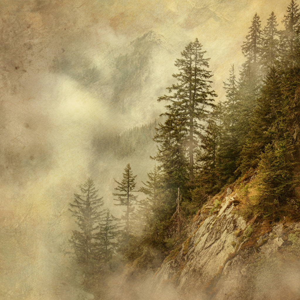 Nebeliger Wald Im Gebirge | Nebel und Wetter | Natur