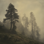 Nebliger Wald Mit Sanftem Licht | Nebel und Wetter | Natur