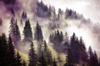 Morgennebel Im Bergwald | Nebel und Wetter | Natur