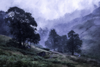 Neblige Blaü Morgenlandschaft | Nebel und Wetter | Natur