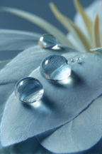 Drei Sanfte Wassertropfen Auf Blaüm Blatt | Wasserfaelle und Tropfen | Natur