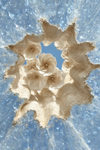 Kunstvolle Texturierte Blumenmotive Vor Leuchtend Blaüm Hintergrund | Wasserfaelle und Tropfen | Natur