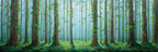 Ruhiger Wald Mit Hohen Bäumen Und Mystischem Licht | Wasserfaelle und Tropfen | Natur