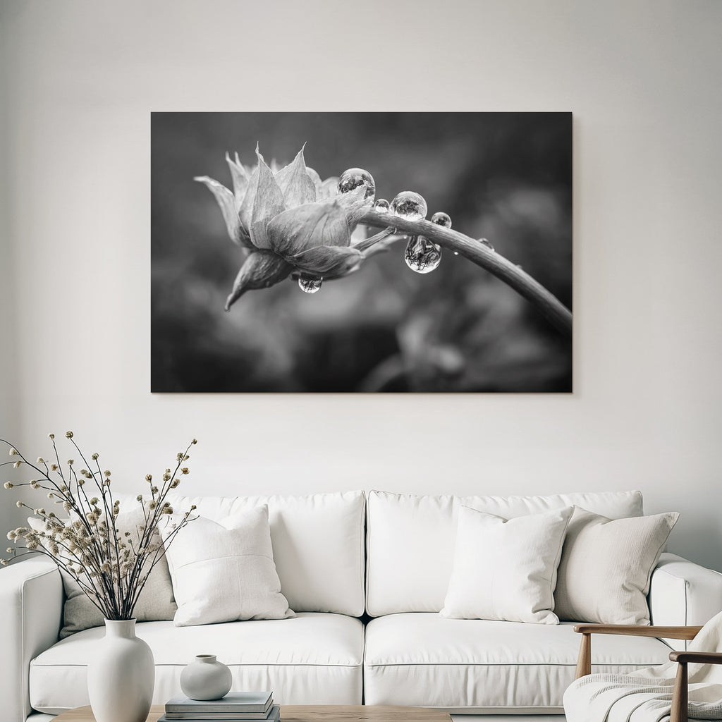 Blumenknospe Mit Tautropfen