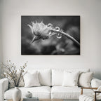 Blumenknospe Mit Tautropfen