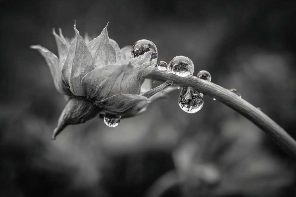 Blumenknospe Mit Tautropfen | Wasserfaelle und Tropfen | Natur