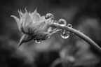 Blumenknospe Mit Tautropfen | Wasserfaelle und Tropfen | Natur