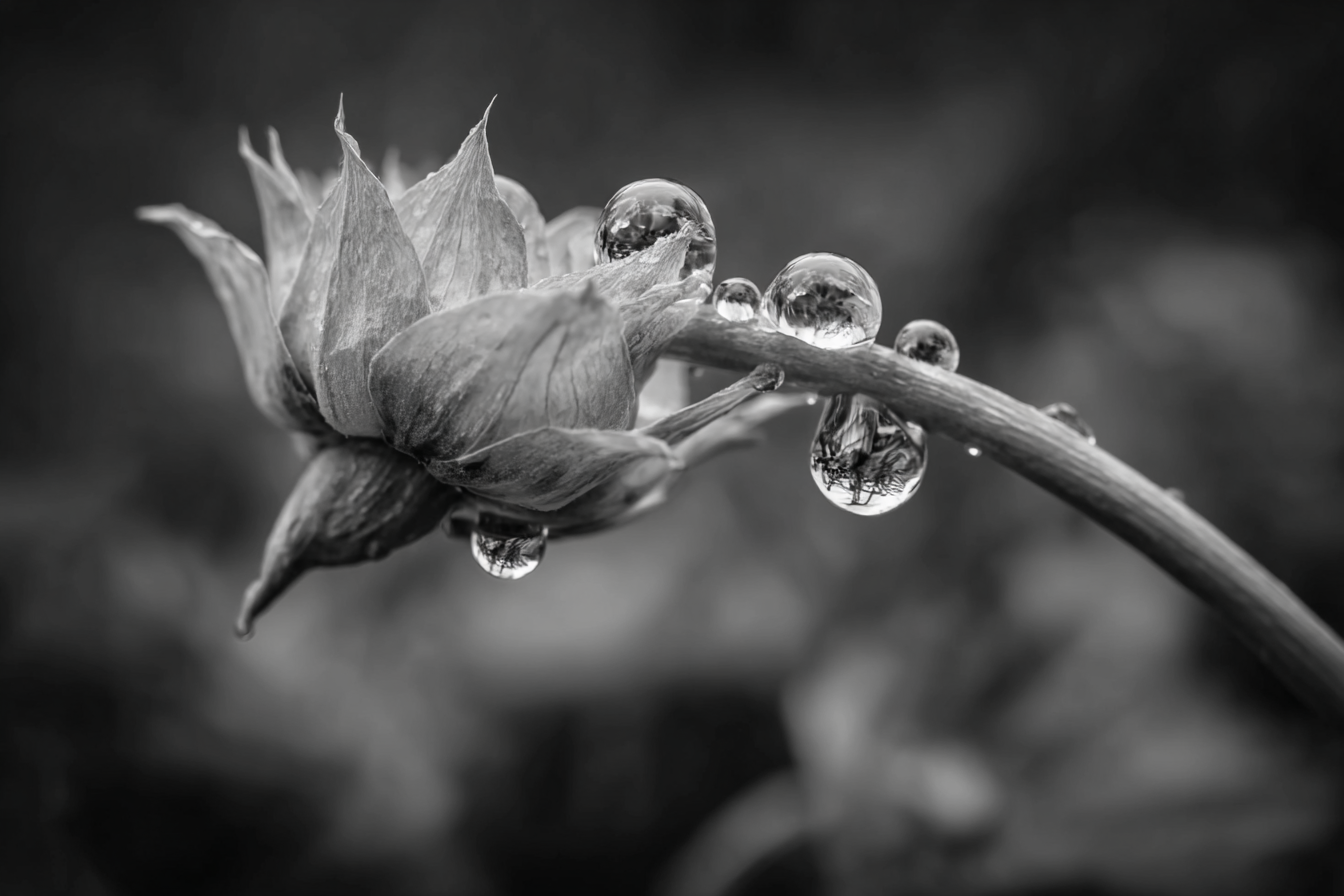 Blumenknospe Mit Tautropfen | Wasserfaelle und Tropfen | Natur