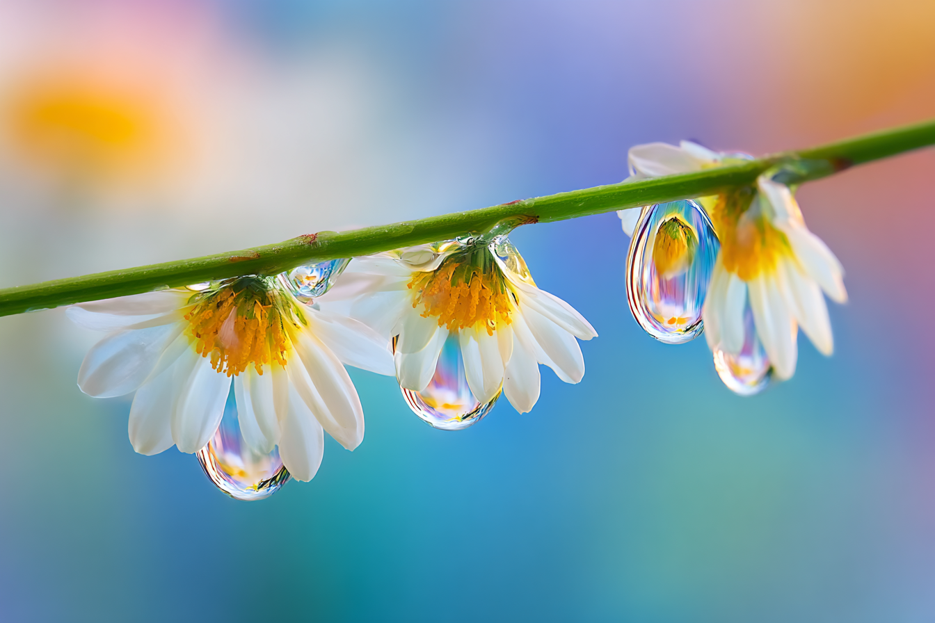 Gänseblümchen Mit Tautropfen Auf Grünem Stiel Vor Weichem Hintergrund | Wasserfaelle und Tropfen | Natur