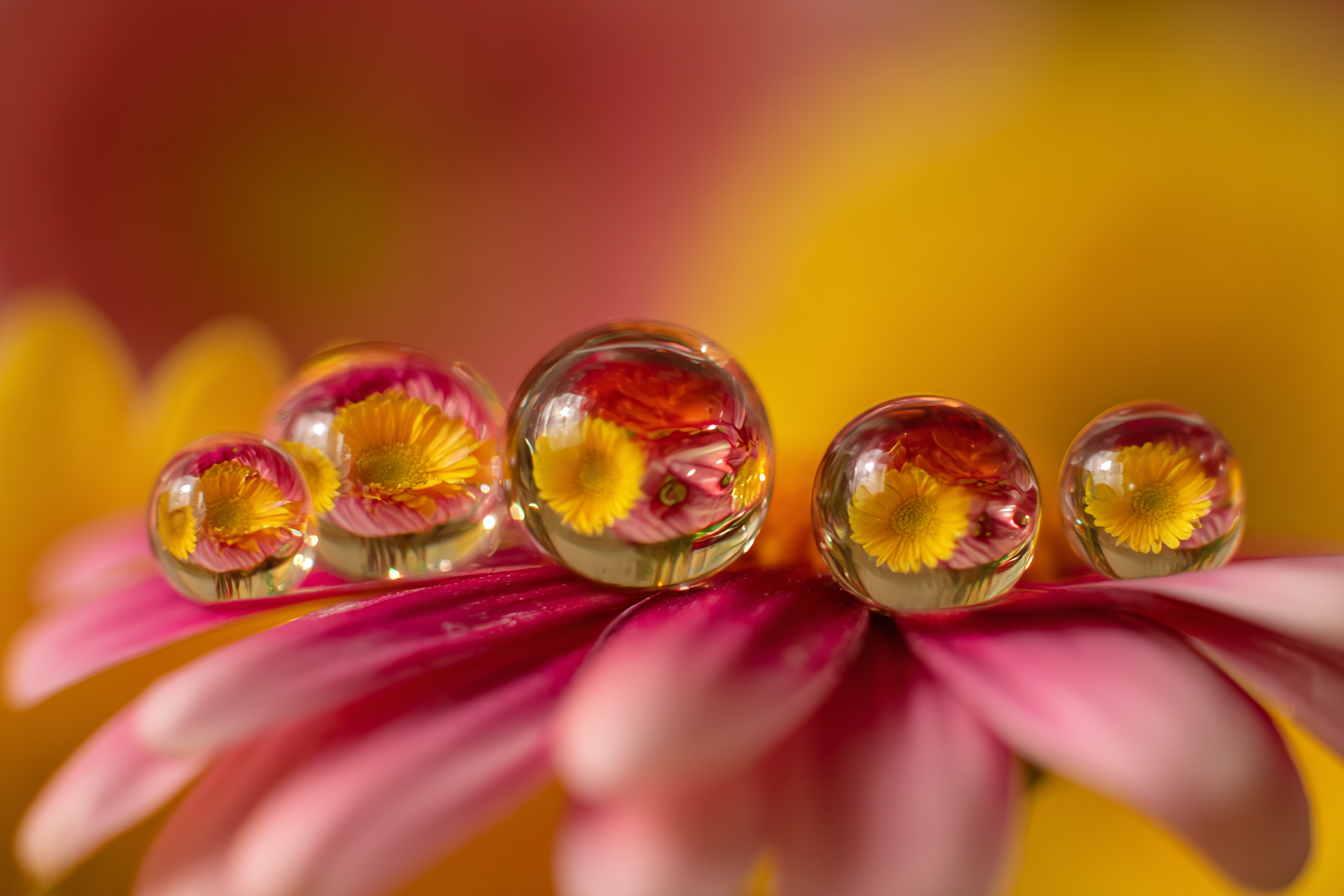 Wassertropfen Auf Blumenblatt Mit Blumenreflektionen | Wasserfaelle und Tropfen | Natur
