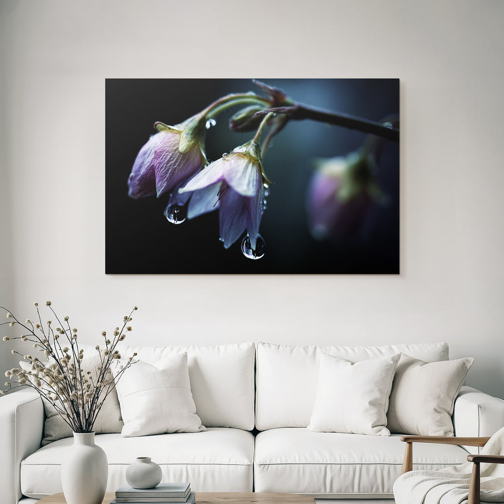 Zarte Blumen Mit Wassertropfen Auf Dunklem Hintergrund