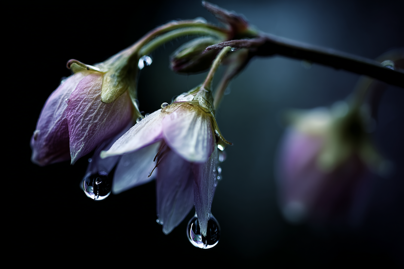 Zarte Blumen Mit Wassertropfen Auf Dunklem Hintergrund | Wasserfaelle und Tropfen | Natur
