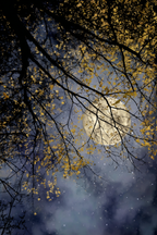 Herbstnacht Mit Vollem Mond Und Gelben Blättern Am Himmel | Psychedelische Kunst | Stilrichtungen