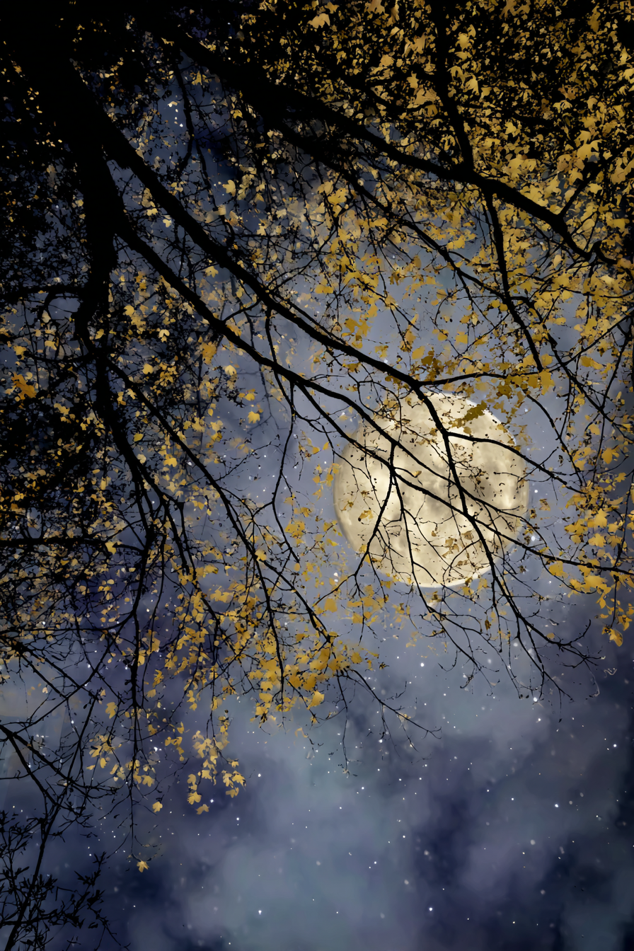 Herbstnacht Mit Vollem Mond Und Gelben Blättern Am Himmel | Psychedelische Kunst | Stilrichtungen