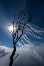 Magischer Baum Silhoütte Vor Dramatischen Wolken | Psychedelische Kunst | Stilrichtungen