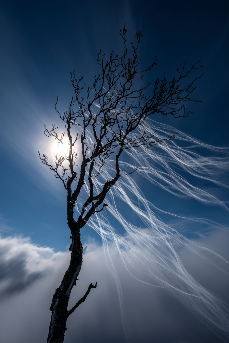 Magischer Baum Silhoütte Vor Dramatischen Wolken | Psychedelische Kunst | Stilrichtungen