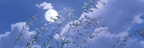 Friedliche Graslandschaft Unterm Vollmond | Psychedelische Kunst | Stilrichtungen